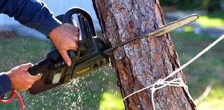 Best Lawn Mowing  in Maxwell, CA