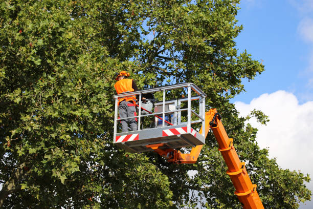 Professional Tree Removal in Maxwell, CA