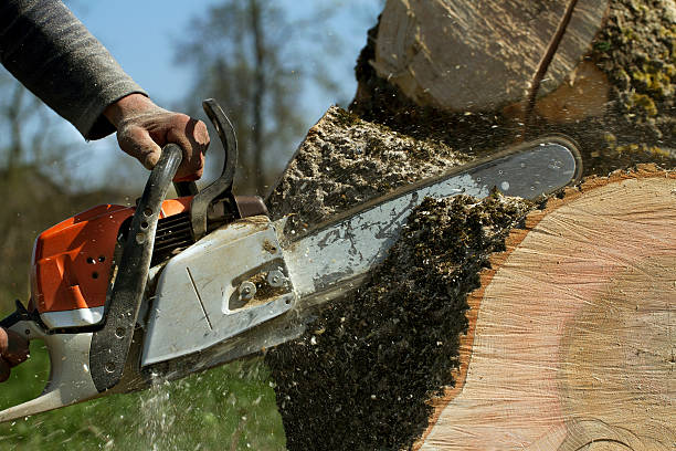 Best Tree Trimming and Pruning  in Maxwell, CA